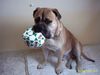 Bullmastiff Foto: fussball spielen ist meine leidenschaft (ID 42356) Bullmastiff Hund