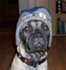 Bullmastiff Foto: Joy 5 Mo. (ID 28791) Bullmastiff Hund