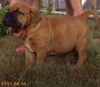 Bullmastiff Hund