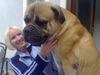 Bullmastiff Foto: mein kleiner racker (ID 42354) Bullmastiff Hund