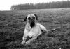 Bullmastiff Foto: Unsere Süße! (ID 11987) Bullmastiff Hund