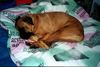 Bullmastiff Foto: Schlafmütze (ID 2634) Bullmastiff Hund