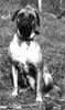 Bullmastiff Foto: Schönster Hund der Welt (ID 2555) Bullmastiff Hund