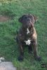 Bullmastiff Foto: unsere faule bande (ID 14614) Bullmastiff Hund
