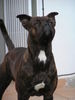 Bullmastiff Foto: Butch (ID 39566) Bullmastiff Hund