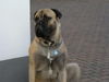 Bullmastiff Foto (ID 37667) Bullmastiff Hund