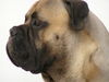 Bullmastiff Foto (ID 37666) Bullmastiff Hund