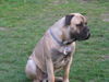 Bullmastiff Foto (ID 37668) Bullmastiff Hund