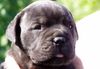 Bullmastiff Foto: Hot Soldier Adolf (ID 13365) Bullmastiff Hund