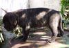 Bullmastiff Foto: Bullmastiff Flash (ID 13533) Bullmastiff Hund