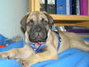 Bullmastiff Foto: Arthus 8 Wochen alt (ID 33664) Bullmastiff Hund