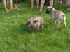 Bullmastiff Foto: Arthus10 Wochen alt mit Freundin Asta (ID 33666) Bullmastiff Hund