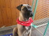 Bullmastiff Foto: Arthus ist schick für den Spaziergang (15.Woche) (ID 34071) Bullmastiff Hund