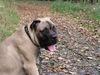 Bullmastiff Foto: Arthus im Wald (ID 35425) Bullmastiff Hund