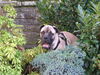 Bullmastiff Foto: Arthus beim Verstecken (ID 35424) Bullmastiff Hund