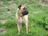 Bullmastiff Foto: Keoma (ID 3595) Bullmastiff Hund