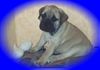 Bullmastiff Foto (ID 5492) Bullmastiff Hund