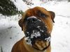 Bullmastiff Foto: Bandit und der erste Schnee .... (ID 27365) Bullmastiff Hund