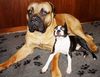 Bullmastiff Foto: Spielpause (ID 26869) Bullmastiff Hund