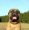 Bullmastiff Foto: Toller Spätsommertag (ID 34582) Bullmastiff Hund
