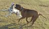 Bullmastiff Foto: Toller Tag wieder.... (ID 34580) Bullmastiff Hund