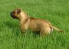 Bullmastiff Foto: Bullmastiff (14 Monate alt) genießt das erste Grün im Jahr 2006 (ID 31288) Bullmastiff Hund