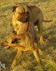 Bullmastiff Foto: Was ist denn das für ein Strich??? (ID 34581) Bullmastiff Hund