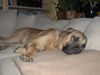 Bullmastiff Foto: Unser kleiner Nemo (ID 8600) Bullmastiff Hund