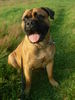 Bullmastiff Hund