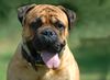 Bullmastiff Foto: Bullmastiff auf einer Ausstellung (ID 23619) Bullmastiff Hund