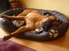 Bullmastiff Foto: Der Tag danach .... Bandits 1. Geburtstag (ID 26676) Bullmastiff Hund