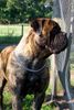 Bullmastiff Foto: Ballantine of the Mellow Merit (ID 4358) Bullmastiff Hund