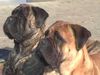 Bullmastiff Foto: Bourbon of the Mellow Merit and HannaH off the Keepers Nightdog (ID 4359) Bullmastiff Hund