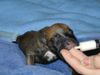 Bullmastiff Foto: mmmmmmmmm ist das gut (ID 4005) Bullmastiff Hund