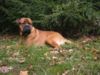 Bullmastiff Foto: Bandit 18 Monate ... gaaaanz gemütlich (ID 31314) Bullmastiff Hund