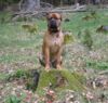 Bullmastiff Foto: Bandit 18 Monate ... unser ganzer Stolz (ID 31313) Bullmastiff Hund