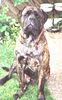 Bullmastiff Foto: teddy bear (ID 16833) Bullmastiff Hund