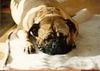 Bullmastiff Foto (ID 6680) Bullmastiff Hund