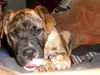 Bullmastiff Foto: kurt mit 13wochen (ID 36313) Bullmastiff Hund