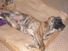 Bullmastiff Foto: kurt mit 13wochen (ID 36314) Bullmastiff Hund