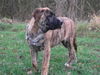 Bullmastiff Foto: kurt 13,5 wochen (ID 36343) Bullmastiff Hund