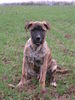 Bullmastiff Foto: kurt 13,5 wochen (ID 36346) Bullmastiff Hund