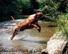 Bullmastiff Foto: .....noch mehr Mighty mate`s .... (ID 9686) Bullmastiff Hund