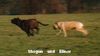 Bullmastiff Foto: .....noch mehr Mighty mate`s .... (ID 9687) Bullmastiff Hund