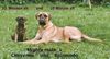Bullmastiff Foto: Belmondo und Cheyenne (ID 1305) Bullmastiff Hund