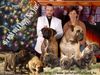 Bullmastiff Foto: puppies available in January (ID 36189) Bullmastiff Hund