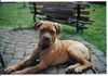Bullmastiff Foto: Portos mit 7 Monaten (ID 23411) Bullmastiff Hund