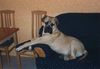Bullmastiff Foto: HY! ICH BIN SAM BIN JETZT 14MONATE ALT UND MEIN FRAUERL IST UR STOLZ AUF MICH (ID 5491) Bullmastiff Hund