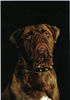 Bullmastiff Foto: ca.8mon.alter bullmastiff (ID 29389) Bullmastiff Hund