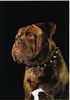 Bullmastiff Foto: ca.8mon.alter bullmastiff (ID 29390) Bullmastiff Hund